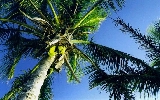 Back Yard Palm